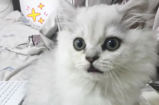 猫放屁很臭怎么办