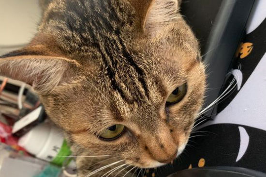 狸花猫是土猫吗