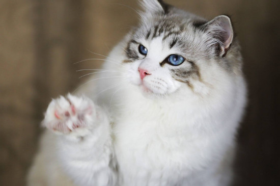 赛级猫是什么意思