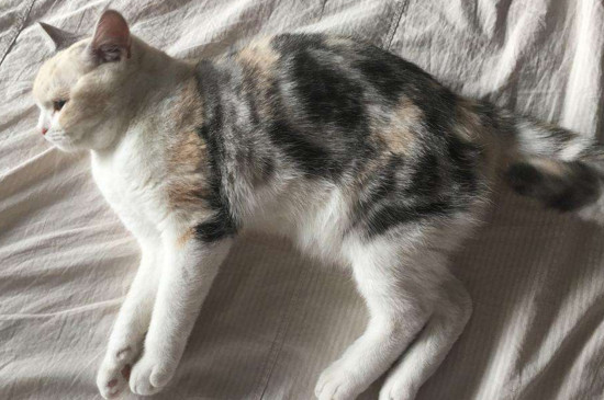 怎么判断猫咪子宫蓄脓