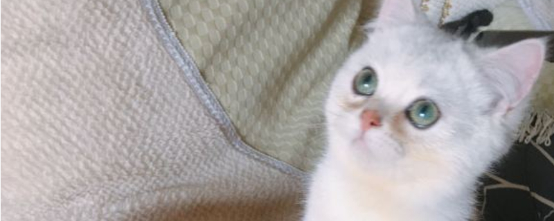 猫抬起一只前脚啥意思