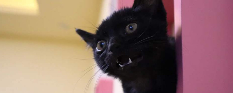 养黑猫有什么忌讳