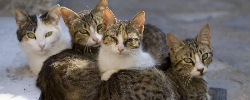 母猫把小猫叼走了怎么办