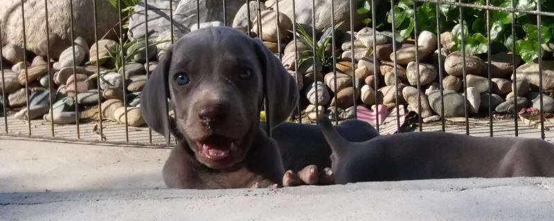 威玛猎犬适合家养吗
