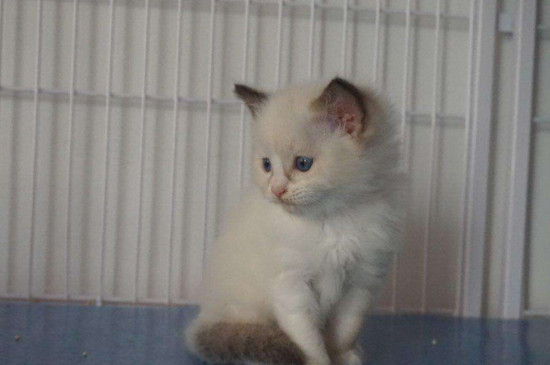 怎么分辨小猫是否便秘