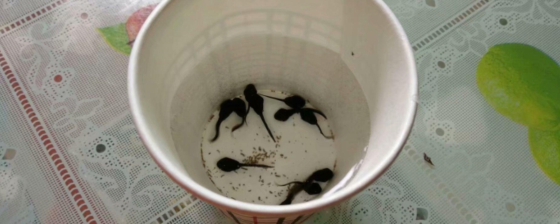 小蝌蚪在家里怎么养