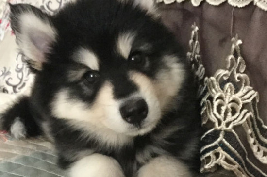 狗狗几天睁眼