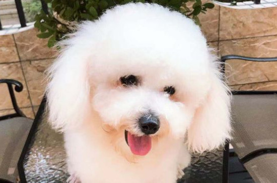 卷毛比熊犬有几种颜色，比熊都有什么毛色