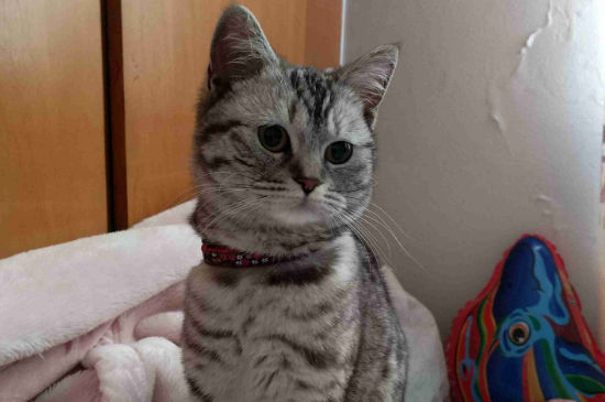 猫咪发情表现