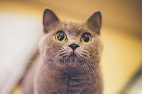 英国短毛猫好养吗，英短特别听话很好养