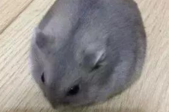 紫仓鼠喜欢主人摸哪里