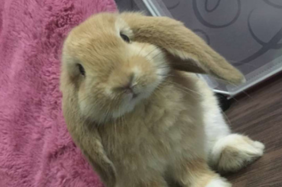养垂耳兔的坏处