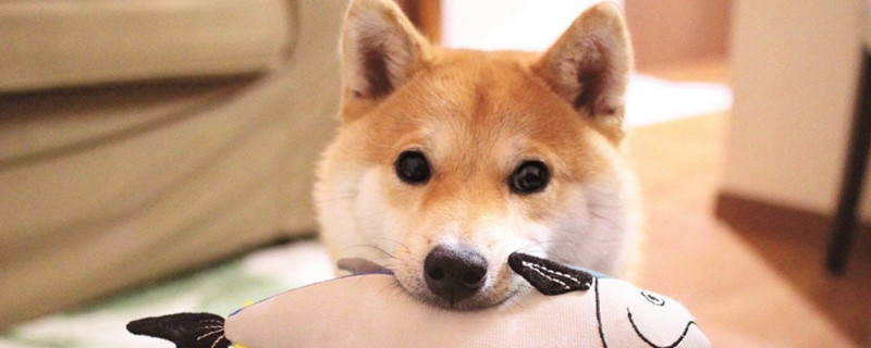 500元买个柴犬可能吗，几百块能买到但血统不纯