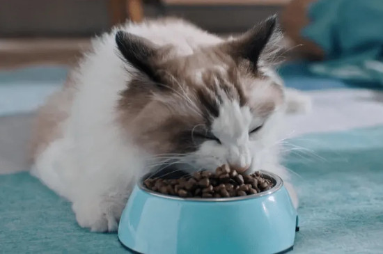猫咪换粮不过度会死吗
