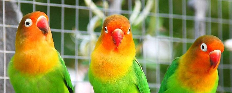 鹦鹉聪明吗