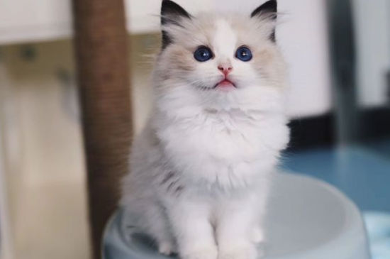 布偶猫可以吃香蕉吗