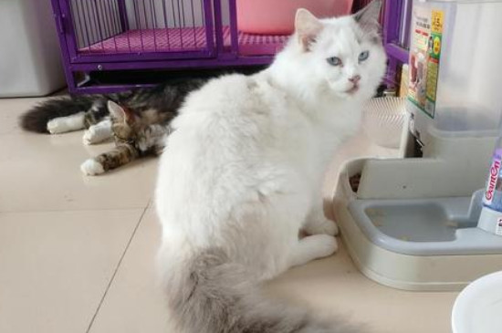 猫咪怎么驱虫