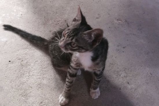 猫骨折了怎么办