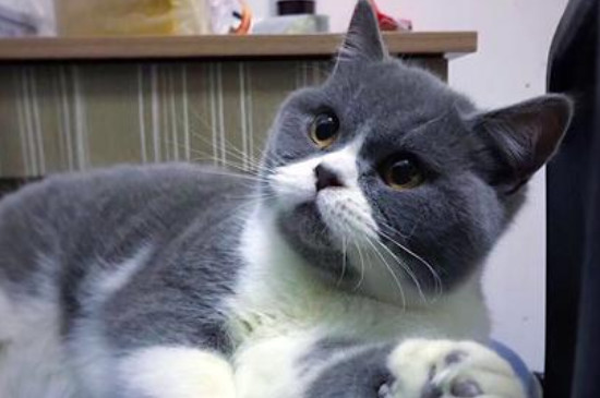 母猫第一次发春是什么时候