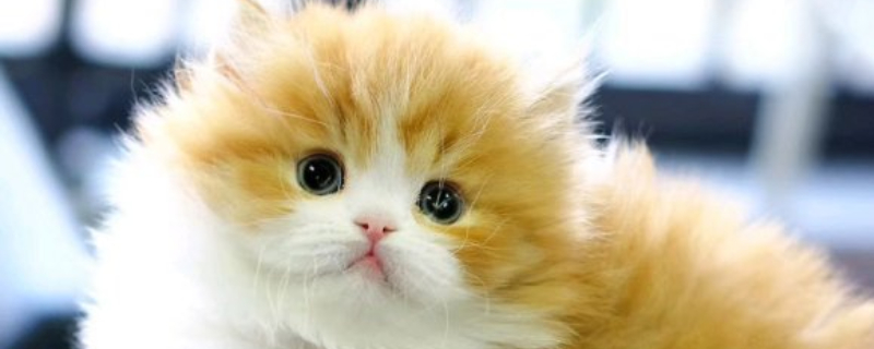 矮脚母猫可以繁殖吗