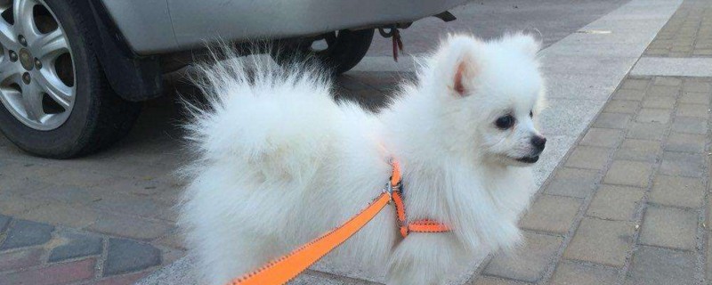 博美怎么看纯不纯