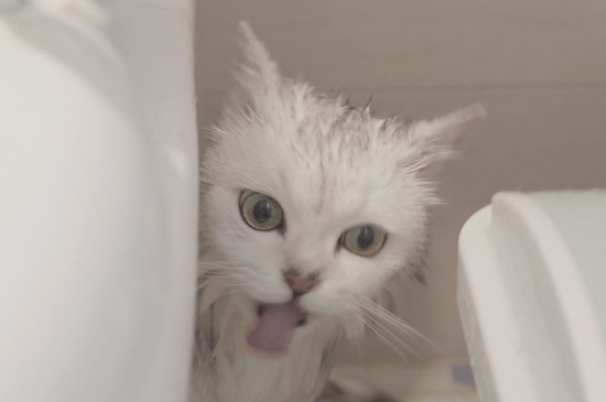 猫几个月可以洗澡