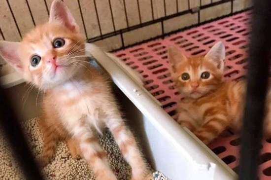 猫会哭吗