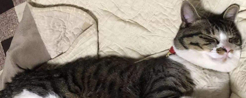 野猫和家猫的区别