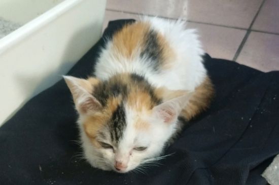 猫咪呼吸声像有痰呼噜