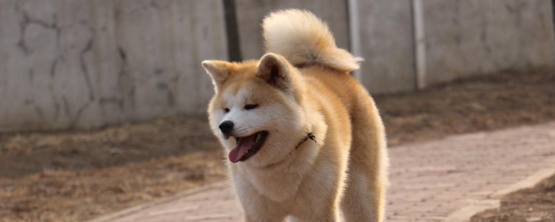 如何区分柴犬与秋田犬