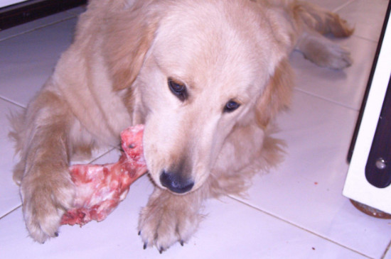 狗吃生肉吗