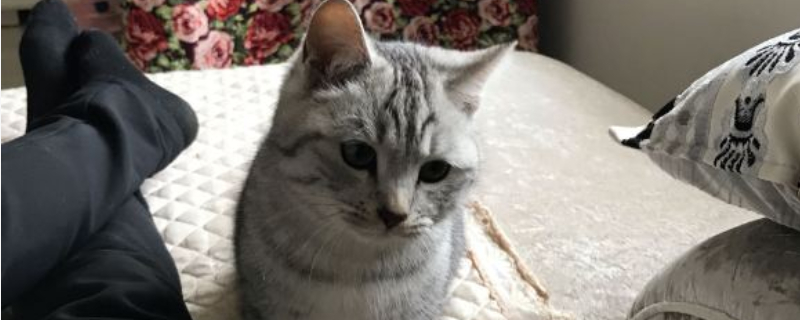 猫发腮的黄金期