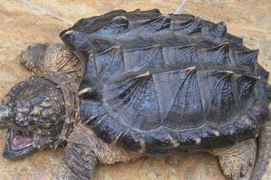 鳄龟能深水养吗
