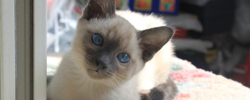 东奇尼猫和暹罗猫区别