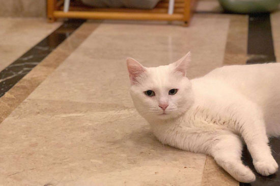 猫突然不吃不喝没精神