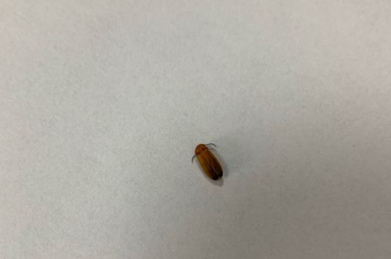 萤火虫吃什么