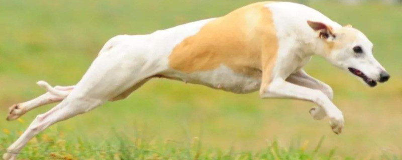 惠比特犬的优缺点