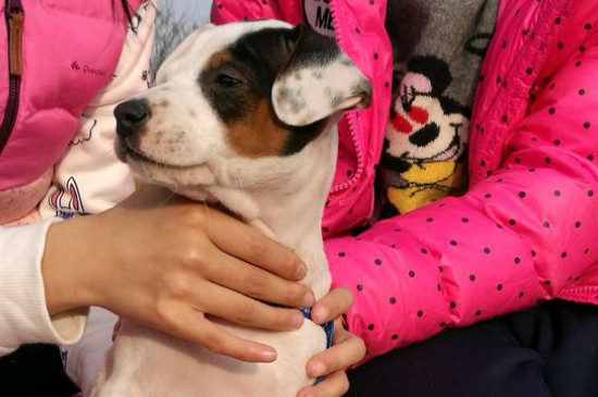 太仓犬适合家养吗