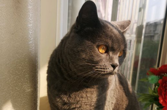 猫咪大便成形但带血