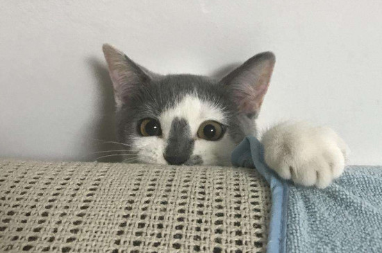 猪肝怎么处理给猫吃