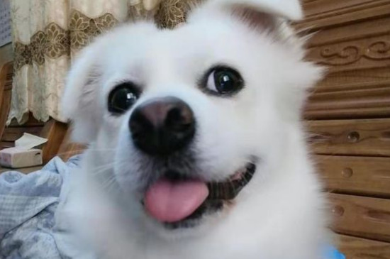 狗误食老鼠药多久会死