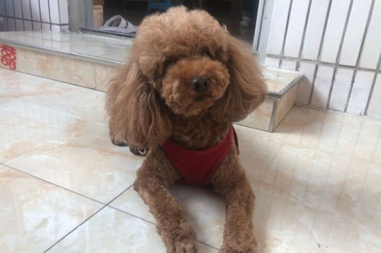 泰迪狗打了它会记仇吗