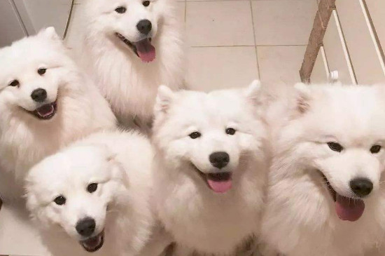 萨摩耶是大型犬吗