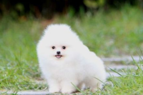 养博美幼犬要注意什么，注意饮食禁忌以及加强保暖