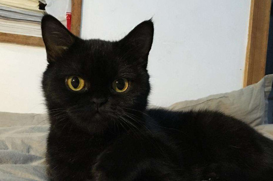 养黑猫有什么忌讳