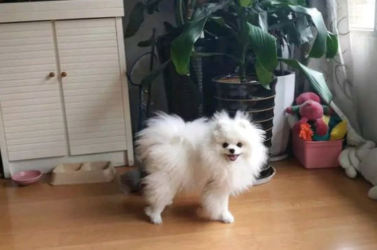 狗狗不吃狗粮是怎么回事