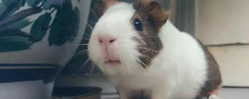 刚买的荷兰猪能洗澡吗