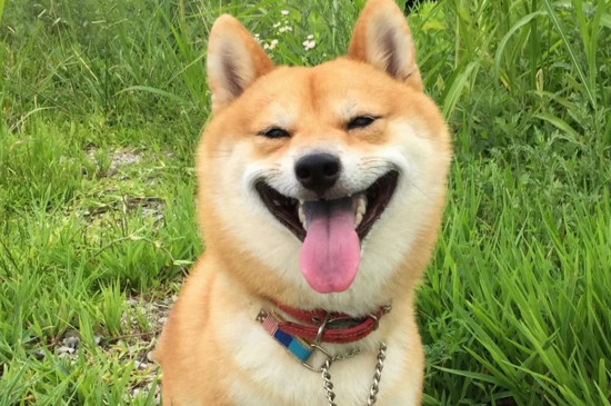 柴犬是真笑吗