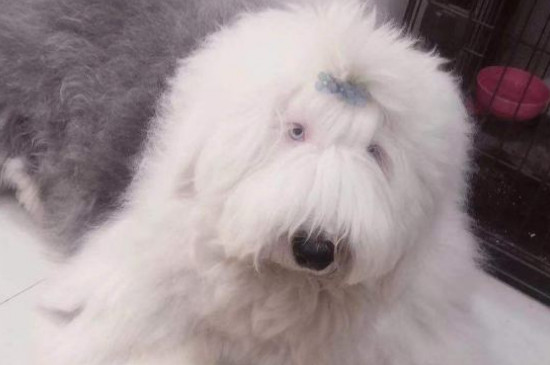 古牧幼犬价格大概多少钱一只，古牧多少钱一只幼崽