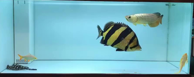 为什么尽量不让养斑马鱼